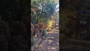 りんごもちぃの配信のサムネイル画像