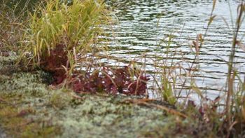 らすたーの配信のサムネイル画像