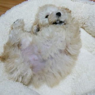 小さいことは気にしない！ワカチコワカチコ