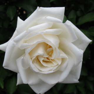White-rose07