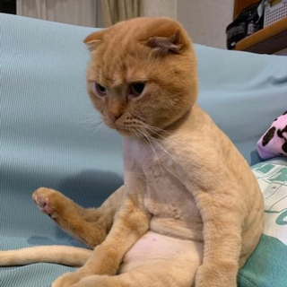 ダジャポーーん
