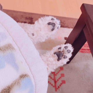 もこりん
