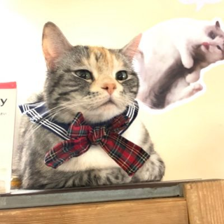 セブン♡オプレ