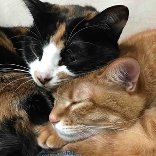Kezの中の人