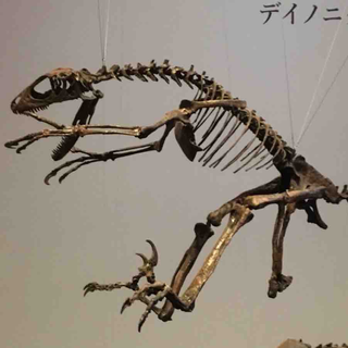 r.arumon