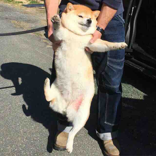 やきそばさん